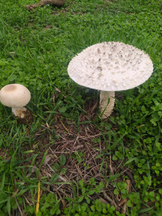 Мухомор Виттадини