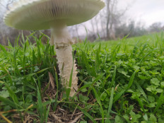 Мухомор Виттадини