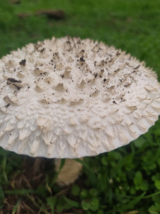 Мухомор Виттадини