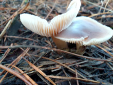 Гриб из ВОЛГОГРАДСКАЯ ОБЛАСТЬ, КАМЫШИНСКИЙ РАЙОН, ВИХЛЯНЦЕВО