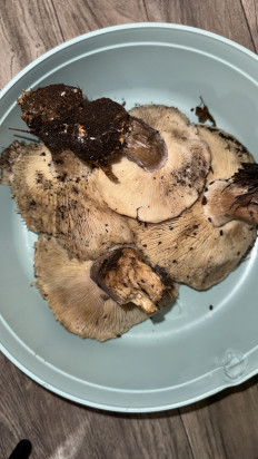 Гриб из Саратов