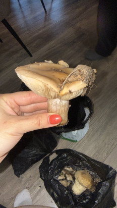 Гриб из Саратов