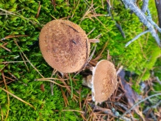 Гриб из Pinsk