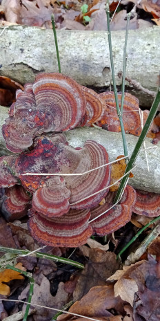 Гриб из Армавир