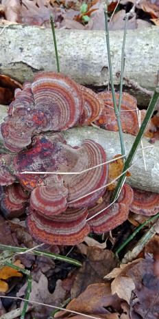 Гриб из Армавир