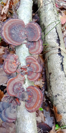 Гриб из Армавир