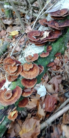 Гриб из Армавир