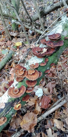 Гриб из Армавир