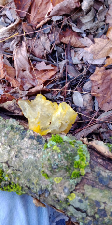 Дрожалка оранжевая