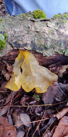 Дрожалка оранжевая