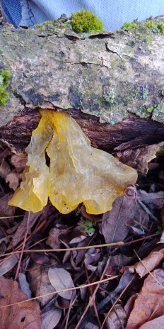 Дрожалка оранжевая