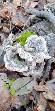 Гриб из Армавир