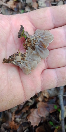 Гриб из Армавир