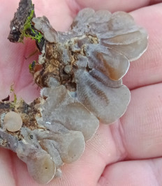 Гриб из Армавир