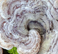 Гриб из Армавир