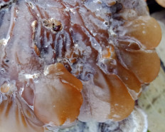 Гриб из Армавир