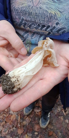 Лопастник курчавый