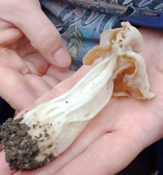 Лопастник курчавый