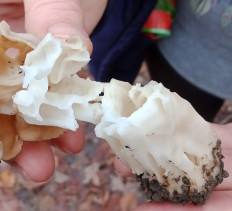 Лопастник курчавый