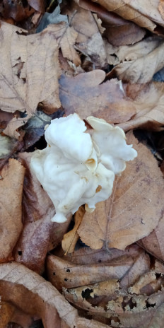 Лопастник курчавый