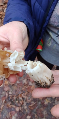 Лопастник курчавый