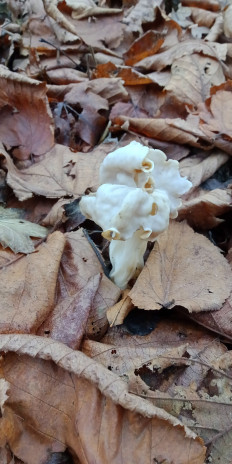 Лопастник курчавый