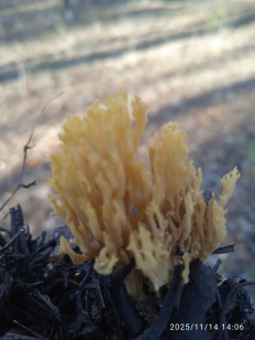 Гриб из Луганская область г. Счастье