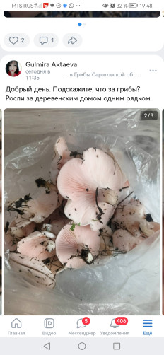 Гриб из Саратоа