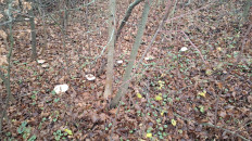 Рядовка лиловоногая