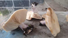 Рядовка лиловоногая