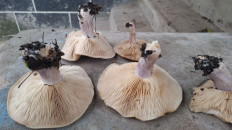 Рядовка лиловоногая