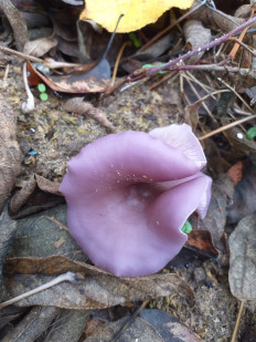 Гриб из Волгоград