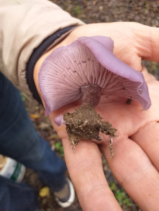 Гриб из Волгоград