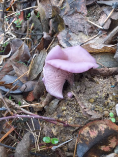 Гриб из Волгоград