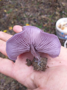 Гриб из Волгоград