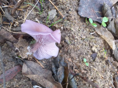 Гриб из Волгоград