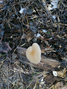 Гриб из Самара