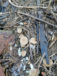 Гриб из Самара