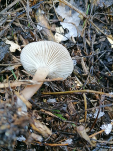 Гриб из Самара