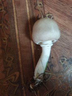 Гриб из Самар