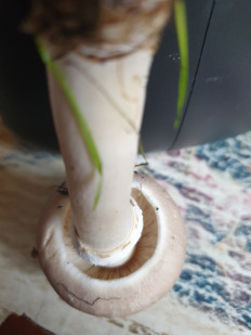 Гриб из Самар