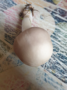 Гриб из Самар