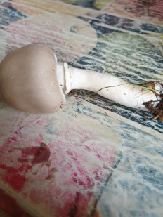 Гриб из Самар