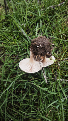 Гриб из Волгоград