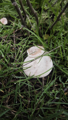 Гриб из Волгоград