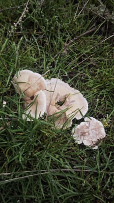 Гриб из Волгоград