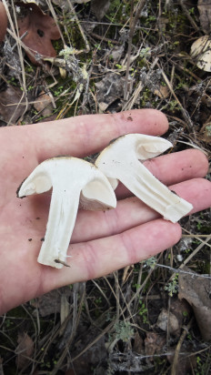 Гриб из Волгоград