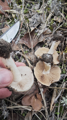 Гриб из Волгоград