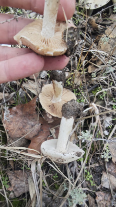 Гриб из Волгоград