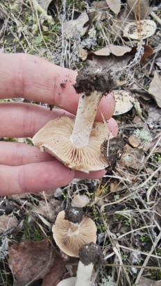 Гриб из Волгоград